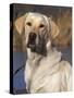 Golden Labrador Retriever Dog Portrait-Lynn M. Stone-Stretched Canvas