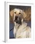 Golden Labrador Retriever Dog Portrait-Lynn M. Stone-Framed Photographic Print