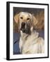 Golden Labrador Retriever Dog Portrait-Lynn M. Stone-Framed Photographic Print