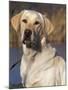 Golden Labrador Retriever Dog Portrait-Lynn M. Stone-Mounted Photographic Print