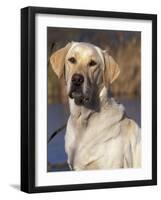 Golden Labrador Retriever Dog Portrait-Lynn M. Stone-Framed Photographic Print