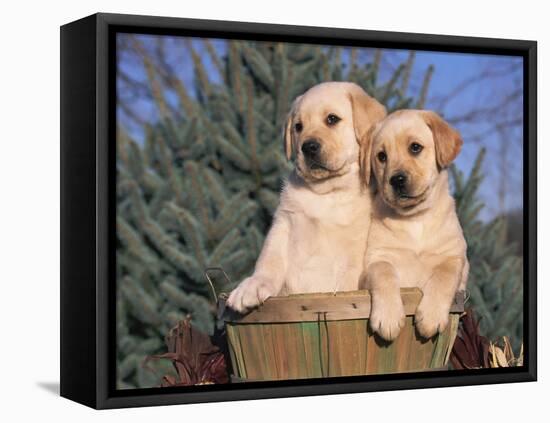 Golden Labrador Retriever Puppies, USA-Lynn M. Stone-Framed Stretched Canvas