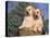 Golden Labrador Retriever Puppies, USA-Lynn M. Stone-Stretched Canvas
