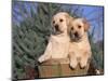 Golden Labrador Retriever Puppies, USA-Lynn M. Stone-Mounted Premium Photographic Print