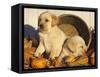 Golden Labrador Retriever Puppies, USA-Lynn M. Stone-Framed Stretched Canvas