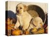 Golden Labrador Retriever Puppies, USA-Lynn M. Stone-Stretched Canvas