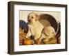 Golden Labrador Retriever Puppies, USA-Lynn M. Stone-Framed Premium Photographic Print