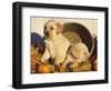 Golden Labrador Retriever Puppies, USA-Lynn M. Stone-Framed Premium Photographic Print