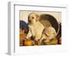 Golden Labrador Retriever Puppies, USA-Lynn M. Stone-Framed Premium Photographic Print