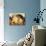 Golden Labrador Retriever Puppies, USA-Lynn M. Stone-Photographic Print displayed on a wall