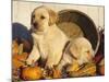 Golden Labrador Retriever Puppies, USA-Lynn M. Stone-Mounted Photographic Print