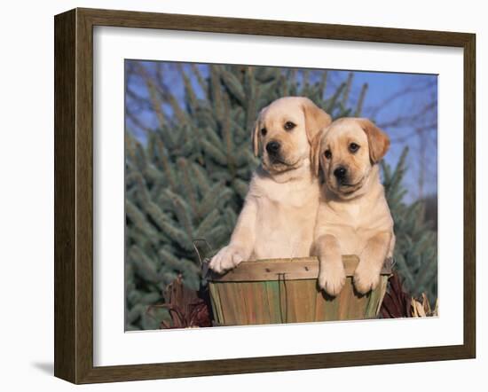 Golden Labrador Retriever Puppies, USA-Lynn M. Stone-Framed Photographic Print