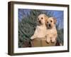 Golden Labrador Retriever Puppies, USA-Lynn M. Stone-Framed Photographic Print