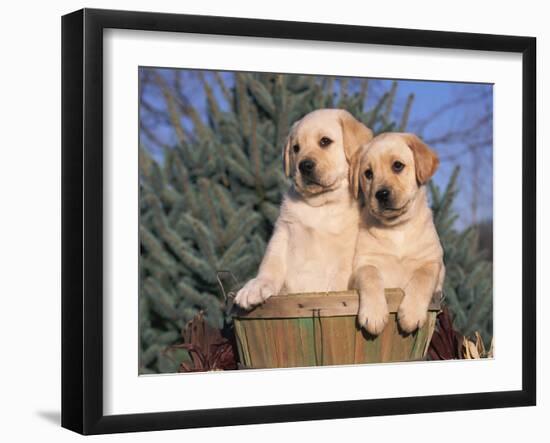 Golden Labrador Retriever Puppies, USA-Lynn M. Stone-Framed Photographic Print