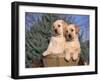 Golden Labrador Retriever Puppies, USA-Lynn M. Stone-Framed Photographic Print