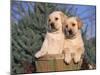 Golden Labrador Retriever Puppies, USA-Lynn M. Stone-Mounted Photographic Print