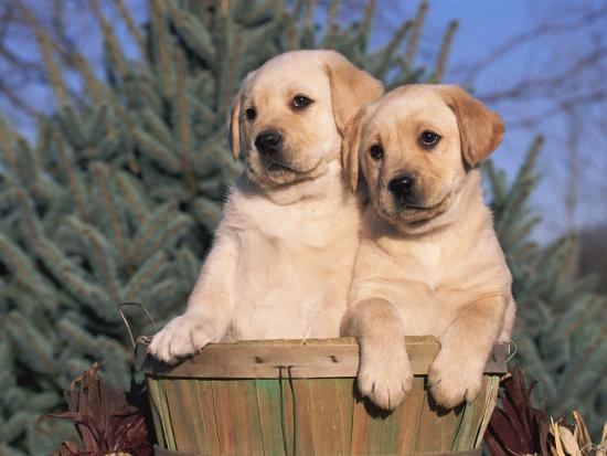 Golden Labrador Retriever Puppies, USA' Photographic Print - Lynn M. Stone  | AllPosters.com