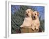 Golden Labrador Retriever Puppies, USA-Lynn M. Stone-Framed Photographic Print