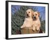 Golden Labrador Retriever Puppies, USA-Lynn M. Stone-Framed Photographic Print