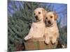 Golden Labrador Retriever Puppies, USA-Lynn M. Stone-Mounted Photographic Print