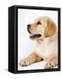 Golden Labrador Retriever Puppy-Martin Harvey-Framed Stretched Canvas