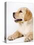 Golden Labrador Retriever Puppy-Martin Harvey-Stretched Canvas