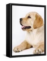 Golden Labrador Retriever Puppy-Martin Harvey-Framed Stretched Canvas