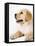 Golden Labrador Retriever Puppy-Martin Harvey-Framed Stretched Canvas