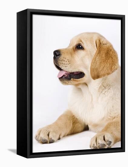 Golden Labrador Retriever Puppy-Martin Harvey-Framed Stretched Canvas