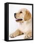 Golden Labrador Retriever Puppy-Martin Harvey-Framed Stretched Canvas