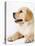 Golden Labrador Retriever Puppy-Martin Harvey-Stretched Canvas