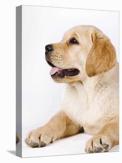 Golden Labrador Retriever Puppy-Martin Harvey-Stretched Canvas