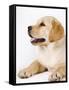 Golden Labrador Retriever Puppy-Martin Harvey-Framed Stretched Canvas