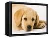 Golden Labrador Retriever Puppy-Martin Harvey-Framed Stretched Canvas