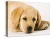 Golden Labrador Retriever Puppy-Martin Harvey-Stretched Canvas