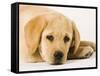 Golden Labrador Retriever Puppy-Martin Harvey-Framed Stretched Canvas