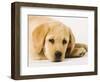 Golden Labrador Retriever Puppy-Martin Harvey-Framed Photographic Print