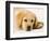 Golden Labrador Retriever Puppy-Martin Harvey-Framed Photographic Print