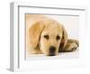 Golden Labrador Retriever Puppy-Martin Harvey-Framed Photographic Print