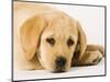 Golden Labrador Retriever Puppy-Martin Harvey-Mounted Photographic Print