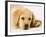 Golden Labrador Retriever Puppy-Martin Harvey-Framed Photographic Print