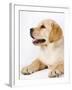 Golden Labrador Retriever Puppy-Martin Harvey-Framed Photographic Print