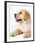 Golden Labrador Retriever Puppy-Martin Harvey-Framed Photographic Print