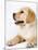 Golden Labrador Retriever Puppy-Martin Harvey-Mounted Photographic Print