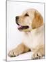 Golden Labrador Retriever Puppy-Martin Harvey-Mounted Photographic Print