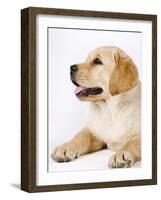 Golden Labrador Retriever Puppy-Martin Harvey-Framed Photographic Print