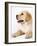 Golden Labrador Retriever Puppy-Martin Harvey-Framed Photographic Print