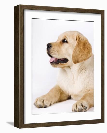 Golden Labrador Retriever Puppy-Martin Harvey-Framed Photographic Print