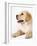 Golden Labrador Retriever Puppy-Martin Harvey-Framed Photographic Print