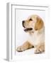 Golden Labrador Retriever Puppy-Martin Harvey-Framed Photographic Print